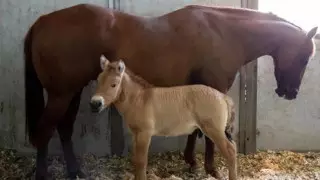 Умершую 20 лет назад лошадь Пржевальского клонировали в США