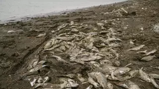 Верховный суд оставил в силе приговор по делу о массовой гибели рыб в Урале