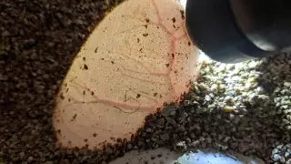 Питон произвел потомство без участия самца в зоопарке США