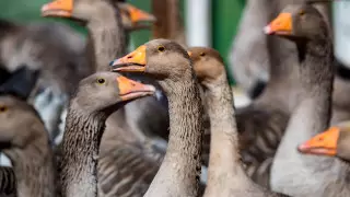 Домашняя птица массово гибнет на севере Казахстана