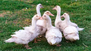 Падеж домашней птицы зафиксирован в Акмолинской области