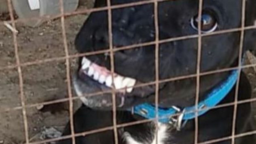 Наказать организаторов собачьих боев требуют зоозащитники в Актау