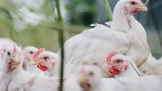 Министрлік өкілі құс тұмауының қалай тарағанын айтты