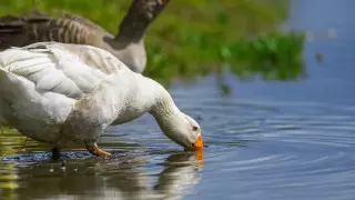 Названа причина вспышки птичьего гриппа на севере Казахстана
