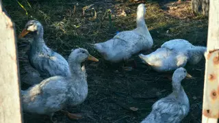 Птичий грипп в Казахстане: фермерам выплатят почти 400 миллионов тенге компенсации