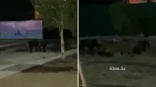Стадо кабанов заметили на левом берегу Нур-Султана