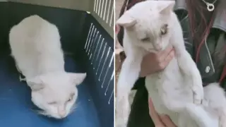 Кошек пытались сжечь заживо в Алматинской области