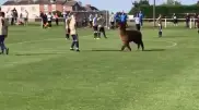 Альпака выбежала на поле и прервала футбольный матч
