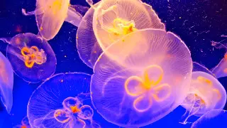 Ученые предложили есть медуз вместо рыбы