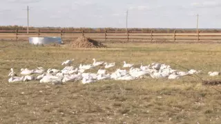 Еще в трех районах Акмолинской области начался падеж домашней птицы