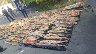 Тонну красной рыбы отобрали у браконьеров в Атырау