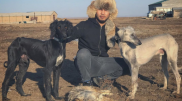 Меняли на невест и сажали верхом на лошадь. Почему тазы стали любимыми собаками казахов
