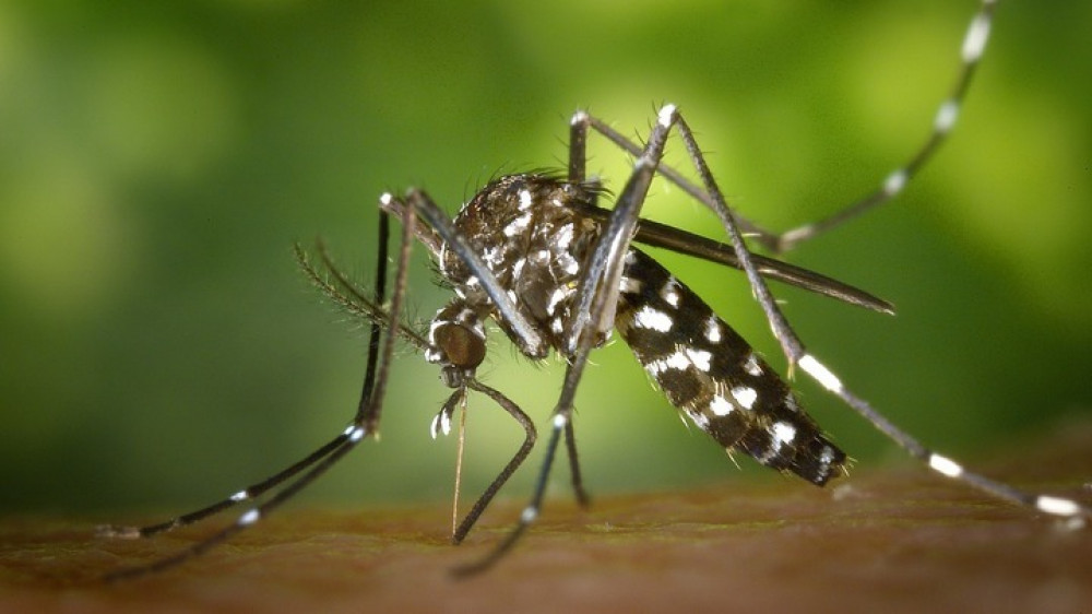 Азиатские тигровые комары, которые переносят болезни. Фото с сайта Pixabay.com
