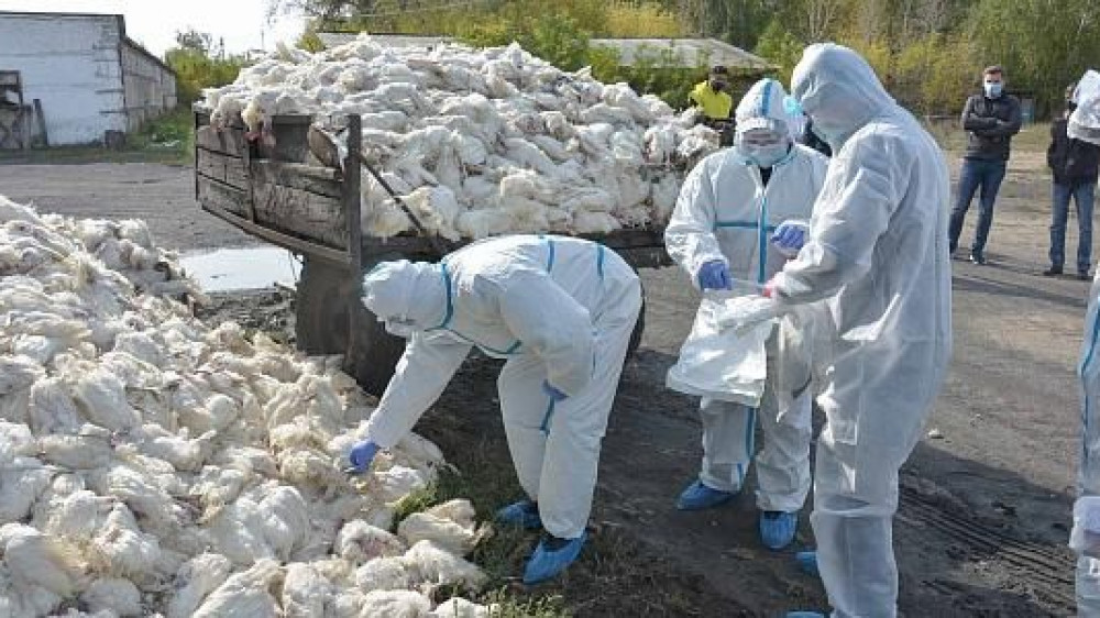 Карантин введут в двух казахстанских селах из-за вспышек птичьего гриппа