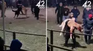 Жестокие собачьи бои сняли на видео в Алматинской области