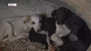 В акимате ответили на обвинения волонтера из Тараза