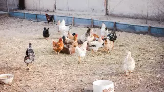 Еще 3 села Костанайской области закрыли на карантин из-за птичьего гриппа