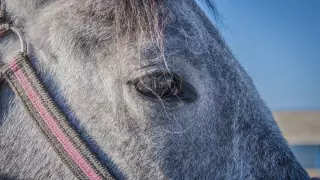 Падеж лошадей в Кызылординской области: сельчанам отказали в компенсации