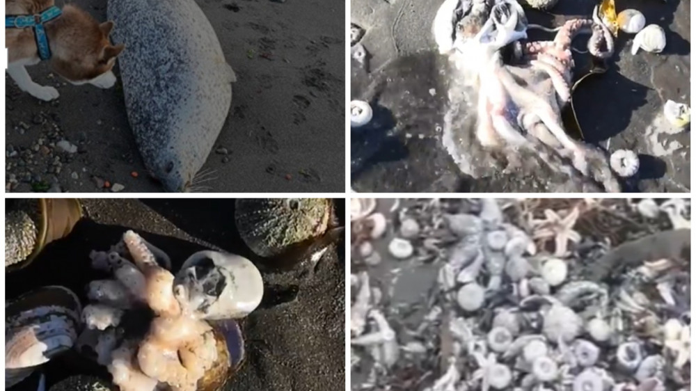 "Океан погибает". Трупами морских животных усыпан берег Камчатки