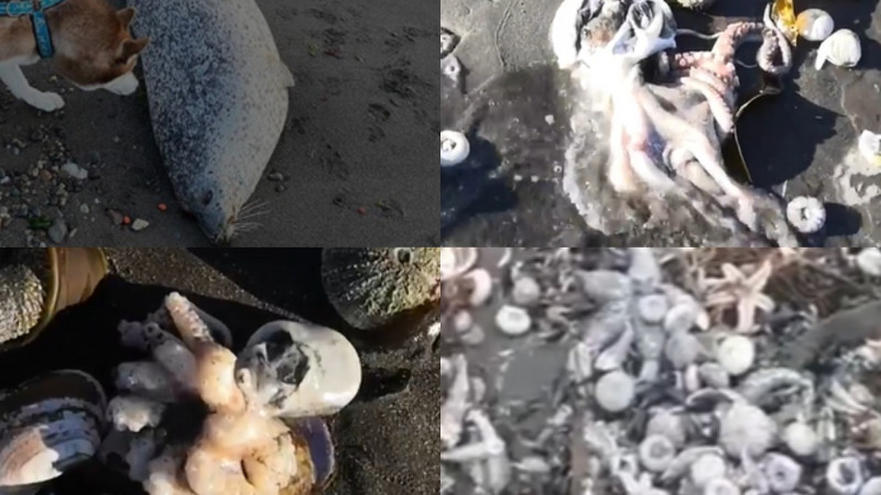 "Океан погибает". Трупами морских животных усыпан берег Камчатки