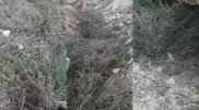 В Актау из-за незнания уничтожили краснокнижное растение