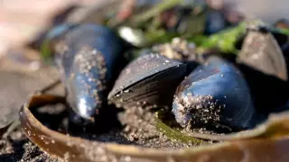 95 процентов обитателей морского дна на Камчатке погибли - специалисты