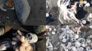 В воде у побережья Камчатки не обнаружили токсинов - губернатор
