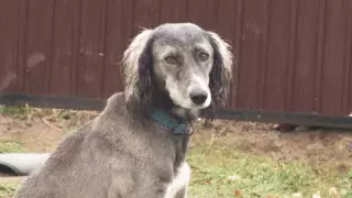 Қазақы тазы мен төбетті асырау ұлттық спортқа айналады