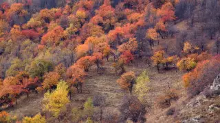 От золотого до медного. Буйство осенних красок в Заилийском Алатау