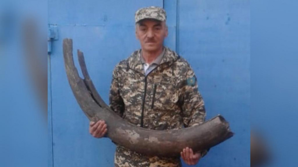 Полутораметровый бивень мамонта нашли в Павлодарской области