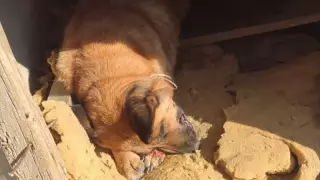 "Заколол вилами собаку". Жителю Атырау вынесен приговор