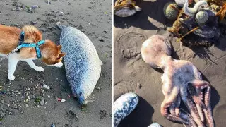 "Океан погибает". Токсичные водоросли назвали причиной загрязнения на Камчатке