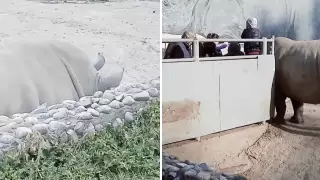 Инцидент с носорогом в зоопарке Алматы обсуждают в Сети