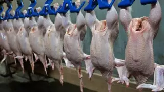 "Сойып, қайнатып, жеп көрсетуге дайынмын" - Руслан Шәріпов құс етінің қауіпсіздігі туралы