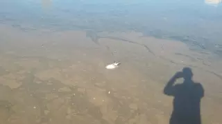 "Плавает мертвая чайка". Река в Нур-Султане покрылась коричневой пленкой