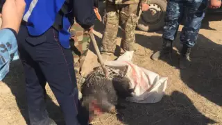 Индийского дикобраза убили жители Жамбылской области
