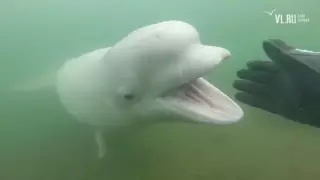 Дайвер снял на видео трогательную встречу с белухой