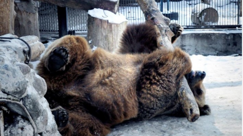 Медведь убил проникшую в вольер кошку в зоопарке Алматы