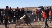 Жестокие собачьи бои устраивали в Мангистау