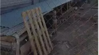 Приют для собак обокрали в Актау