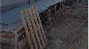 Приют для собак обокрали в Актау