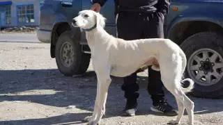 Тазы, тобет и ЮНЕСКО. Возрождение пород собак и официальное признание итбегi видом спорта