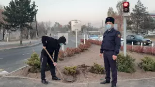 Сломал и выбросил. Похититель саженцев объяснил свой поступок в Алматинской области