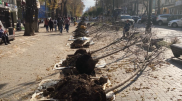 Замену деревьев на Арбате объяснили чиновники Алматы