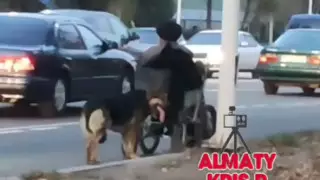 Собака-помощница восхитила казахстанцев