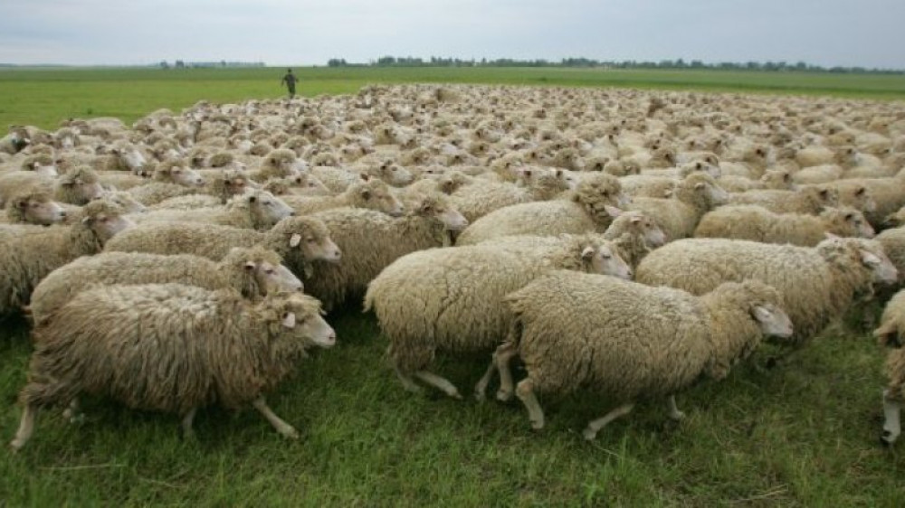 Чабаны на вес золота: пасти скот в Казахстане приглашают людей из-за рубежа
