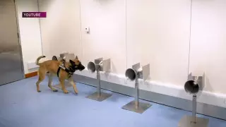 Могут ли собаки выявить COVID-19 по запаху - мнения казахстанских экспертов