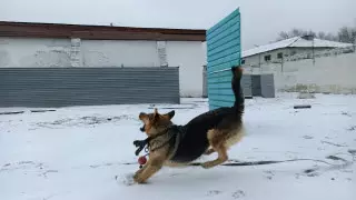 Бездомную собаку выдрессировали кинологи СИЗО Караганды