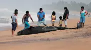 Более 100 китов выбросились на берег в Шри-Ланке