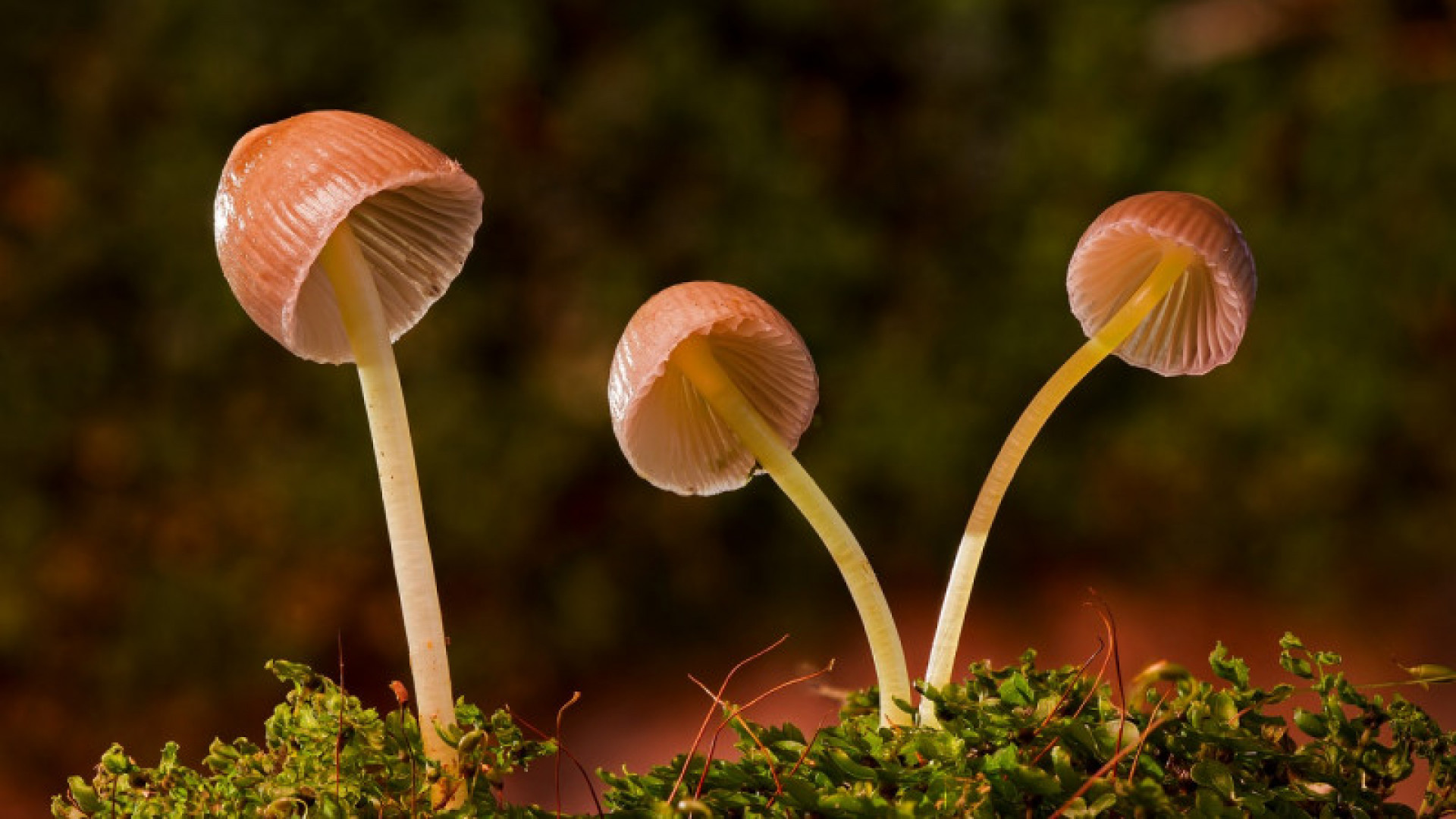 Галлюциногенные грибы светятся в темноте